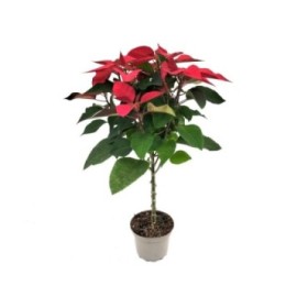 POINSETTIA \COPA M19  Copa 75cm